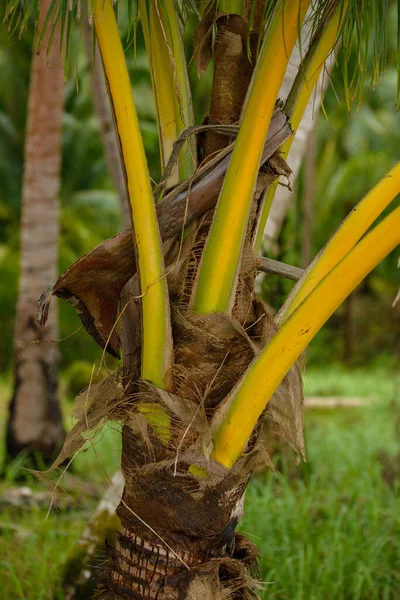 Foto Toont Een Groene Bos Van Kokospalmen Hun Torenhoge Stammen — Stockfoto