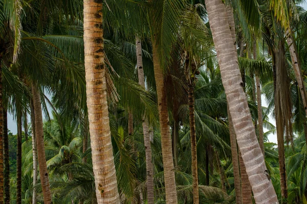 Fotografie Zachycuje Zelený Háj Kokosových Stromů Jejich Tyčící Kmeny Kaskádovité — Stock fotografie