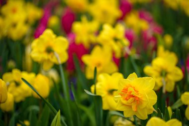 Bu çarpıcı fotoğrafta Hollanda 'dan gelen tek bir lale tüm ihtişamıyla sergileniyor. Hassas taç yaprakları mükemmel şekillenmiş ve mükemmel detaylandırılmış, zarif kıvrımları ve yumuşak dokusu izleyiciyi uzanıp onlara dokunmaya davet ediyor..
