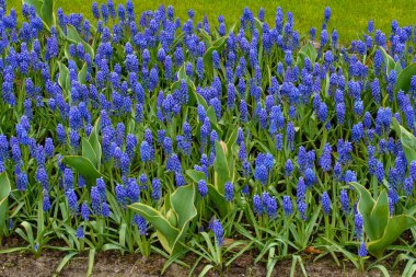 Bu çarpıcı fotoğrafta Hollanda 'dan gelen tek bir lale tüm ihtişamıyla sergileniyor. Hassas taç yaprakları mükemmel şekillenmiş ve mükemmel detaylandırılmış, zarif kıvrımları ve yumuşak dokusu izleyiciyi uzanıp onlara dokunmaya davet ediyor..