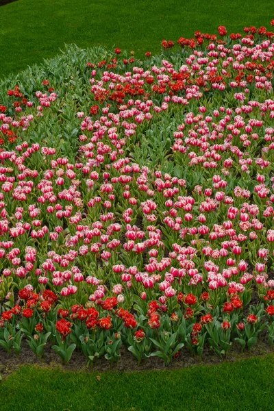 Tej Oszałamiającej Fotografii Pojedynczy Tulipan Holandii Jest Wyświetlany Całej Okazałości — Zdjęcie stockowe