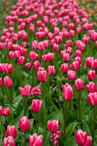 Auf Diesem Atemberaubenden Foto Zeigt Sich Eine Einzige Tulpe Aus — Stockfoto