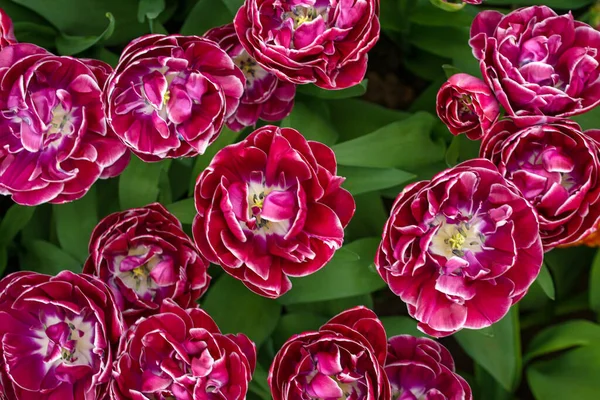 Nesta Fotografia Deslumbrante Uma Única Tulipa Holanda Exibida Toda Sua — Fotografia de Stock