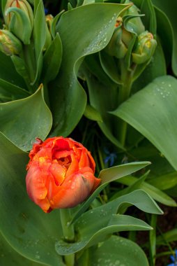 Bu çarpıcı fotoğrafta Hollanda 'dan gelen tek bir lale tüm ihtişamıyla sergileniyor. Hassas taç yaprakları mükemmel şekillenmiş ve mükemmel detaylandırılmış, zarif kıvrımları ve yumuşak dokusu izleyiciyi uzanıp onlara dokunmaya davet ediyor..