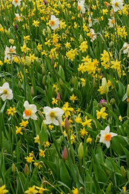 Bu çarpıcı fotoğrafta Hollanda 'dan gelen tek bir lale tüm ihtişamıyla sergileniyor. Hassas taç yaprakları mükemmel şekillenmiş ve mükemmel detaylandırılmış, zarif kıvrımları ve yumuşak dokusu izleyiciyi uzanıp onlara dokunmaya davet ediyor..