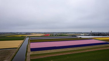 Bu çarpıcı fotoğrafta Hollanda 'dan gelen tek bir lale tüm ihtişamıyla sergileniyor. Hassas taç yaprakları mükemmel şekillenmiş ve mükemmel detaylandırılmış, zarif kıvrımları ve yumuşak dokusu izleyiciyi uzanıp onlara dokunmaya davet ediyor..