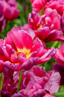 Bu çarpıcı fotoğrafta Hollanda 'dan gelen tek bir lale tüm ihtişamıyla sergileniyor. Hassas taç yaprakları mükemmel şekillenmiş ve mükemmel detaylandırılmış, zarif kıvrımları ve yumuşak dokusu izleyiciyi uzanıp onlara dokunmaya davet ediyor..