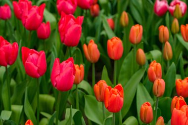 Bu çarpıcı fotoğrafta Hollanda 'dan gelen tek bir lale tüm ihtişamıyla sergileniyor. Hassas taç yaprakları mükemmel şekillenmiş ve mükemmel detaylandırılmış, zarif kıvrımları ve yumuşak dokusu izleyiciyi uzanıp onlara dokunmaya davet ediyor..