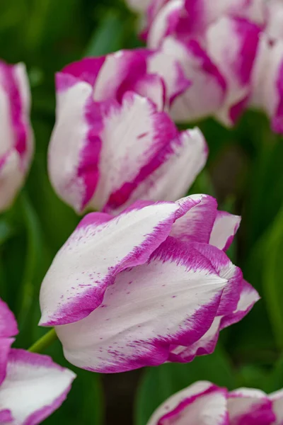 Nesta Fotografia Deslumbrante Uma Única Tulipa Holanda Exibida Toda Sua — Fotografia de Stock