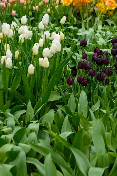 Auf Diesem Atemberaubenden Foto Zeigt Sich Eine Einzige Tulpe Aus — Stockfoto