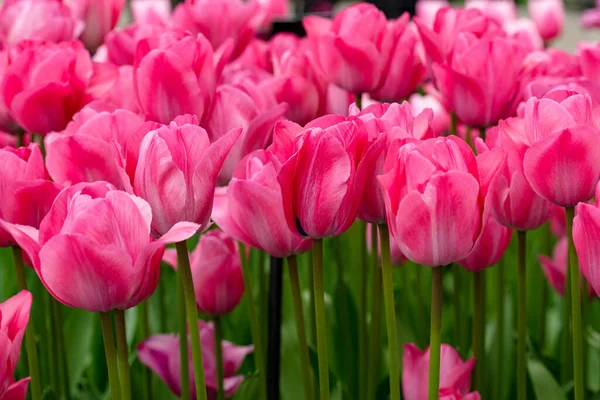 stock image In this stunning photograph, a single tulip from the Netherlands is displayed in all its glory. The delicate petals are perfectly formed and exquisitely detailed, their graceful curves and soft texture inviting the viewer to reach out and touch them.