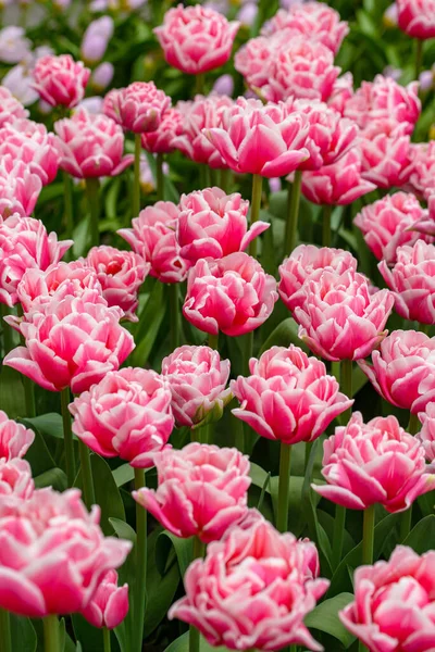 stock image In this stunning photograph, a single tulip from the Netherlands is displayed in all its glory. The delicate petals are perfectly formed and exquisitely detailed, their graceful curves and soft texture inviting the viewer to reach out and touch them.