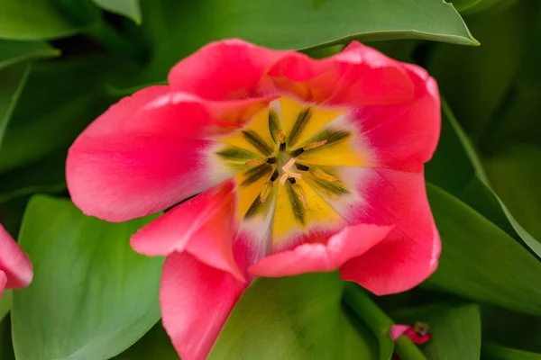 Stunning Photograph Single Tulip Netherlands Displayed All Its Glory Delicate — Stock Photo, Image