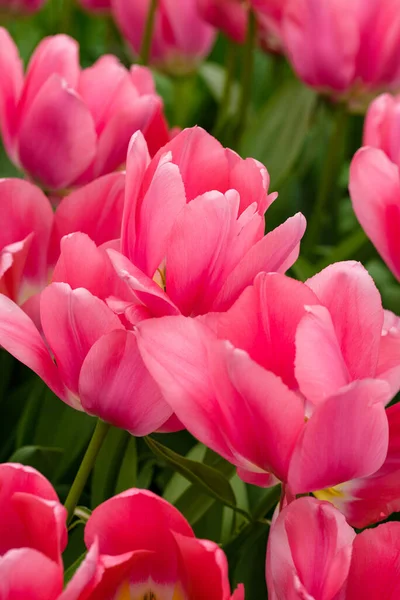 Esta Impresionante Fotografía Solo Tulipán Los Países Bajos Muestra Toda — Foto de Stock
