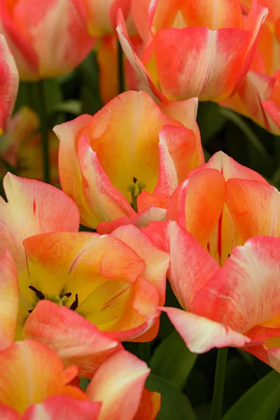 在这张令人惊叹的照片中 展示了荷兰的一朵郁金香 精致的花瓣完美而精致 优美的曲线和柔软的质感吸引着观赏者伸出手去触摸它们 — 图库照片