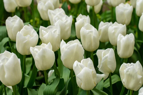 stock image In this stunning photograph, a single tulip from the Netherlands is displayed in all its glory. The delicate petals are perfectly formed and exquisitely detailed, their graceful curves and soft texture inviting the viewer to reach out and touch them.