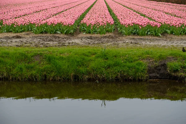 Ezen Lenyűgöző Fényképen Egyetlen Hollandiai Tulipán Látható Teljes Pompájában Finom — Stock Fotó
