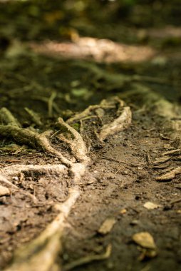Bu hayranlık uyandıran fotoğraf, gökyüzüne doğru yükselen kalın ve dayanıklı gövdesi etkileyici bir güç ve dayanıklılık duygusuyla, yüksek bir ağacın ihtişamını yakalar. Kabuğun karmaşık desenleri ve dokuları ustalıkla yüksek.
