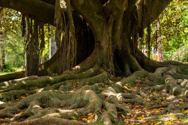 Bu hayranlık uyandıran fotoğraf, gökyüzüne doğru yükselen kalın ve dayanıklı gövdesi etkileyici bir güç ve dayanıklılık duygusuyla, yüksek bir ağacın ihtişamını yakalar. Kabuğun karmaşık desenleri ve dokuları ustalıkla yüksek.