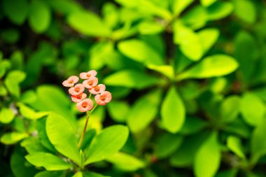 Bu büyüleyici fotoğraf, tek bir çiçeğin karmaşık ve narin güzelliğini gözler önüne seriyor. Yaprakları mükemmel şekillenmiş ve mükemmel detaylandırılmış. Yaprakların yumuşak ve kadifemsi dokusu izleyiciyi uzanmaya ve dokunmaya davet eder.