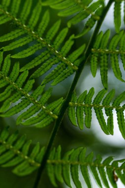 Bu çarpıcı fotoğrafta, bir bitki yaprağı kümesi tüm doğal güzellikleriyle yakalanır. Yaprakların karmaşık damarları ve dokuları ustalıkla vurgulanmış, her yaprağı eşsiz kılan karmaşık desenleri ve detayları ortaya koyuyor. Vibratör.