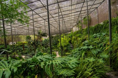 Bu hayranlık uyandıran fotoğraf, gökyüzüne doğru yükselen kalın ve dayanıklı gövdesi etkileyici bir güç ve dayanıklılık duygusuyla, yüksek bir ağacın ihtişamını yakalar. Kabuğun karmaşık desenleri ve dokuları ustalıkla yüksek.