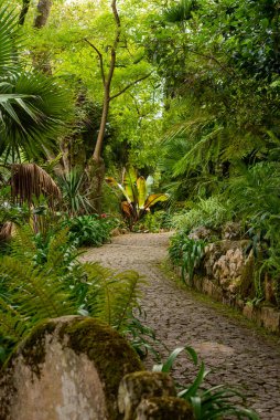Bu çarpıcı fotoğrafta, bir bitki yaprağı kümesi tüm doğal güzellikleriyle yakalanır. Yaprakların karmaşık damarları ve dokuları ustalıkla vurgulanmış, her yaprağı eşsiz kılan karmaşık desenleri ve detayları ortaya koyuyor. Vibratör.