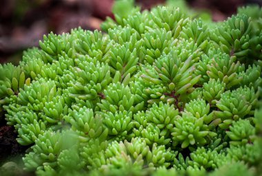 Bu büyüleyici fotoğraf görkemli bir kaktüs bitkisinin özünü dikenli ve kendine özgü siluetiyle yakalıyor.