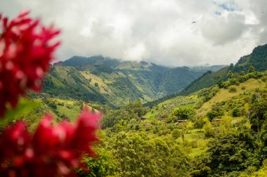 Bu büyüleyici fotoğraf, tek bir çiçeğin karmaşık ve narin güzelliğini gözler önüne seriyor. Yaprakları mükemmel şekillenmiş ve mükemmel detaylandırılmış. Yaprakların yumuşak ve kadifemsi dokusu izleyiciyi uzanmaya ve dokunmaya davet eder.