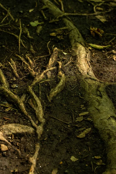 Захоплююча Фотографія Захоплює Величність Дерева Височить Його Товстий Міцний Стовбур — стокове фото