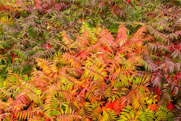 Этой Потрясающей Фотографии Группа Листьев Растений Запечатлена Всей Природной Красоте — стоковое фото