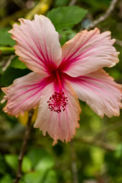 stock image This captivating photograph showcases the intricate and delicate beauty of a single flower, its petals perfectly formed and exquisitely detailed. The soft and velvety texture of the petals invites the viewer to reach out and touch, while the flower's