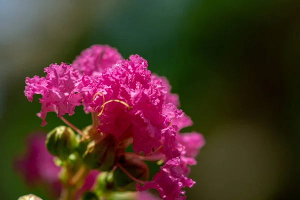 Esta Cautivadora Fotografía Muestra Intrincada Delicada Belleza Una Sola Flor — Foto de Stock