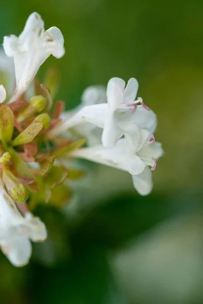 stock image This captivating photograph showcases the intricate and delicate beauty of a single flower, its petals perfectly formed and exquisitely detailed. The soft and velvety texture of the petals invites the viewer to reach out and touch, while the flower's