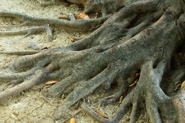 Tato Hrůzostrašná Fotografie Zachycuje Vznešenost Tyčícího Stromu Jehož Mohutný Mohutný — Stock fotografie
