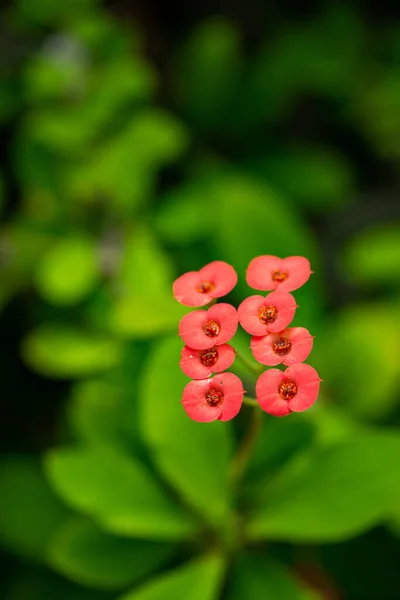 Büyüleyici Fotoğraf Tek Bir Çiçeğin Karmaşık Narin Güzelliğini Gözler Önüne — Stok fotoğraf