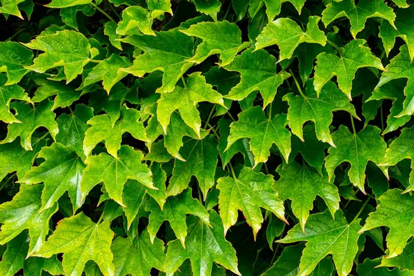 stock image In this stunning photograph, a cluster of plant leaves is captured in all their natural beauty. The intricate veins and textures of the leaves are expertly highlighted, revealing the intricate patterns and details that make each leaf unique. The vibr