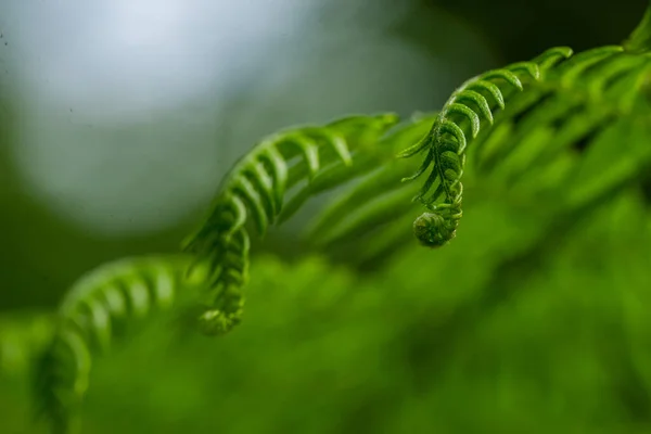Nesta Fotografia Deslumbrante Conjunto Folhas Plantas Capturado Toda Sua Beleza — Fotografia de Stock