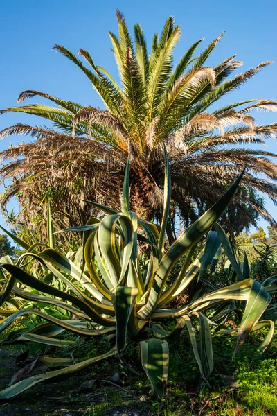 Deze Betoverende Foto Vangt Essentie Van Een Majestueuze Cactusplant Met — Stockfoto