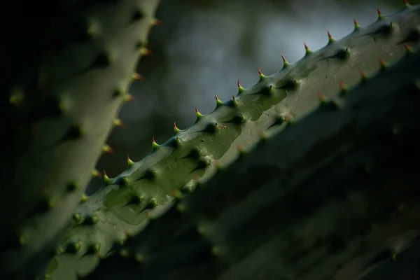 Завораживающая Фотография Запечатлевает Сущность Величественного Кактусного Растения Шиповидным Характерным Силуэтом — стоковое фото