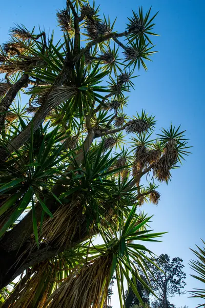 Deze Betoverende Foto Vangt Essentie Van Een Majestueuze Cactusplant Met — Stockfoto