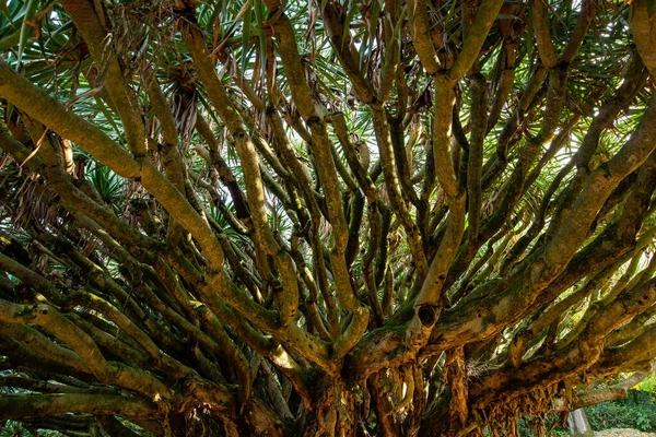 Dieses Beeindruckende Foto Fängt Die Majestät Eines Hoch Aufragenden Baumes — Stockfoto