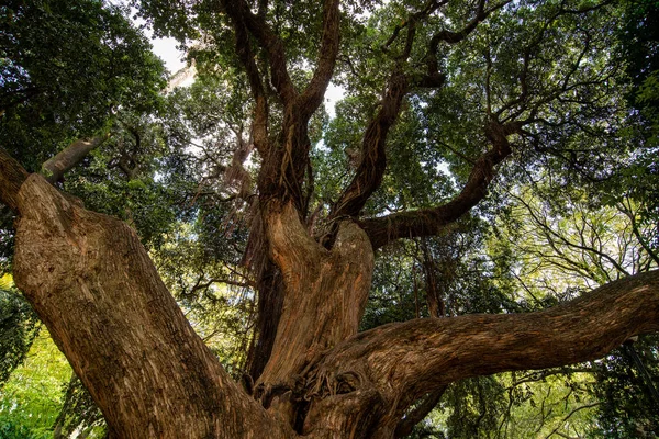 불러일으키는 사진은 나무의 있습니다 나무의 두껍고 줄기는 엄청난 회복력을 가지고 — 스톡 사진