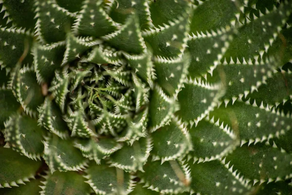 Завораживающая Фотография Запечатлевает Сущность Величественного Кактусного Растения Шиповидным Характерным Силуэтом — стоковое фото
