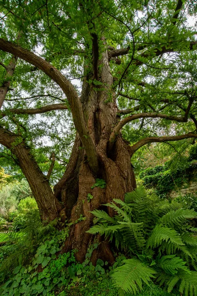 Захоплююча Фотографія Захоплює Величність Дерева Височить Його Товстий Міцний Стовбур — стокове фото