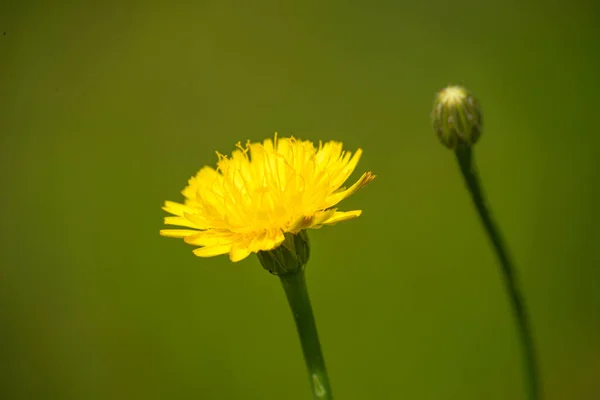 Magával Ragadó Fénykép Egyetlen Virág Bonyolult Finom Szépségét Mutatja Tökéletes — Stock Fotó