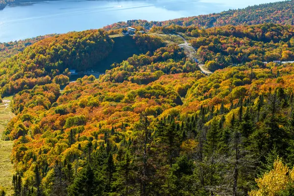 これはカナダの消しゴムの美しい色を示す写真集です — ストック写真