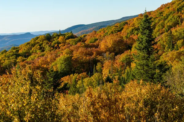 これはカナダの消しゴムの美しい色を示す写真集です — ストック写真