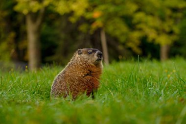Bu büyüleyici fotoğraf koleksiyonunda, hayvan çeşitliliğinin büyüleyici bir duvar halısı ortaya çıkıyor. Uçan bir kartalın yükselen zarafetinden su samuru ailesinin şakacı soytarılarına kadar her görüntü eşsiz bir özü yakalar. Dayanıklılığa tanık olun.,