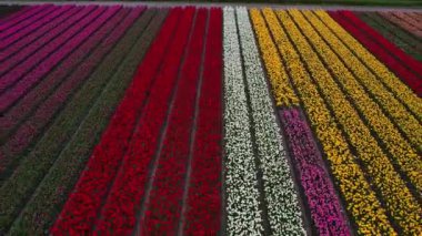 Hollanda 'daki lale tarlasının insansız hava aracı görüntüleri. Laleler renkli renklidir ve bir videoda çok fazla karşıtlık yaratır. Burada sarı, kırmızı, pembe ve beyaz laleleri görebiliyoruz..